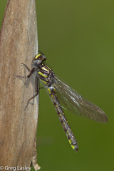 Hylogomphus apomyius