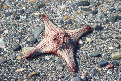 Pentaceraster cumingi