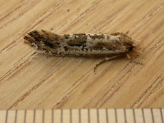 Moerarchis inconcisella