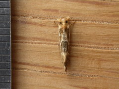 Moerarchis inconcisella
