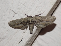 Holochroa dissociarius