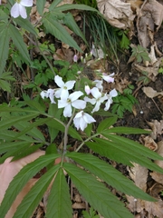Cardamine heptaphylla