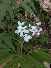 Cardamine heptaphylla