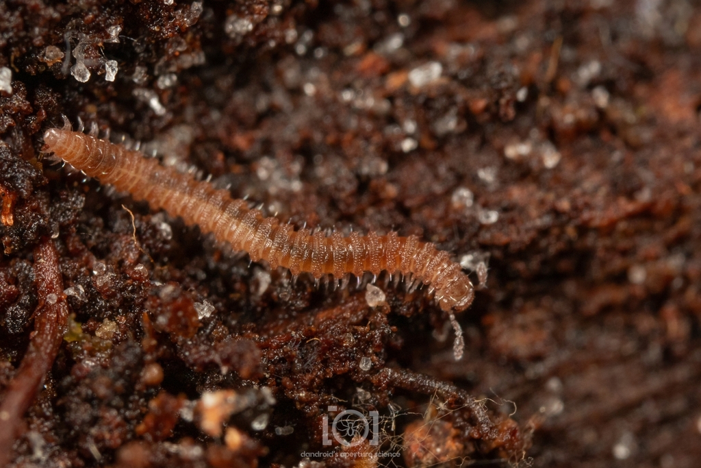 Branneria carinata