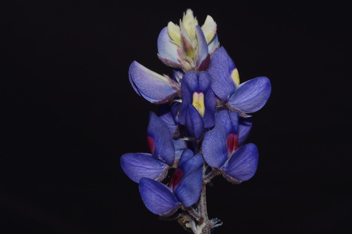 Image of Big Bend Bluebonnet (Lupinus havardii) by (c) Brian Finzel, some rights reserved (CC BY-SA)