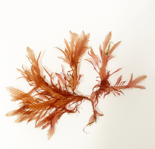 Phycodrys fimbriata