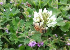 Apis mellifera