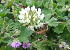 Apis mellifera