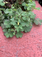 Oxalis
