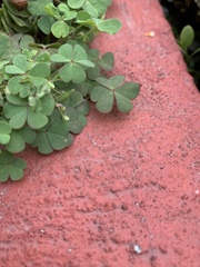 Oxalis