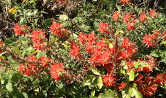 Castilleja affinis