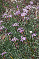 Dianthus sternbergii