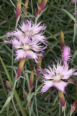 Dianthus sternbergii