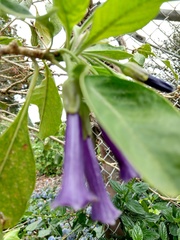 Iochroma cyaneum