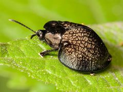 Cyrtonota conglomerata