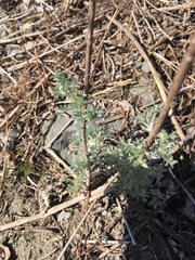 Artemisia capillaris