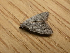 Nola pleurosema