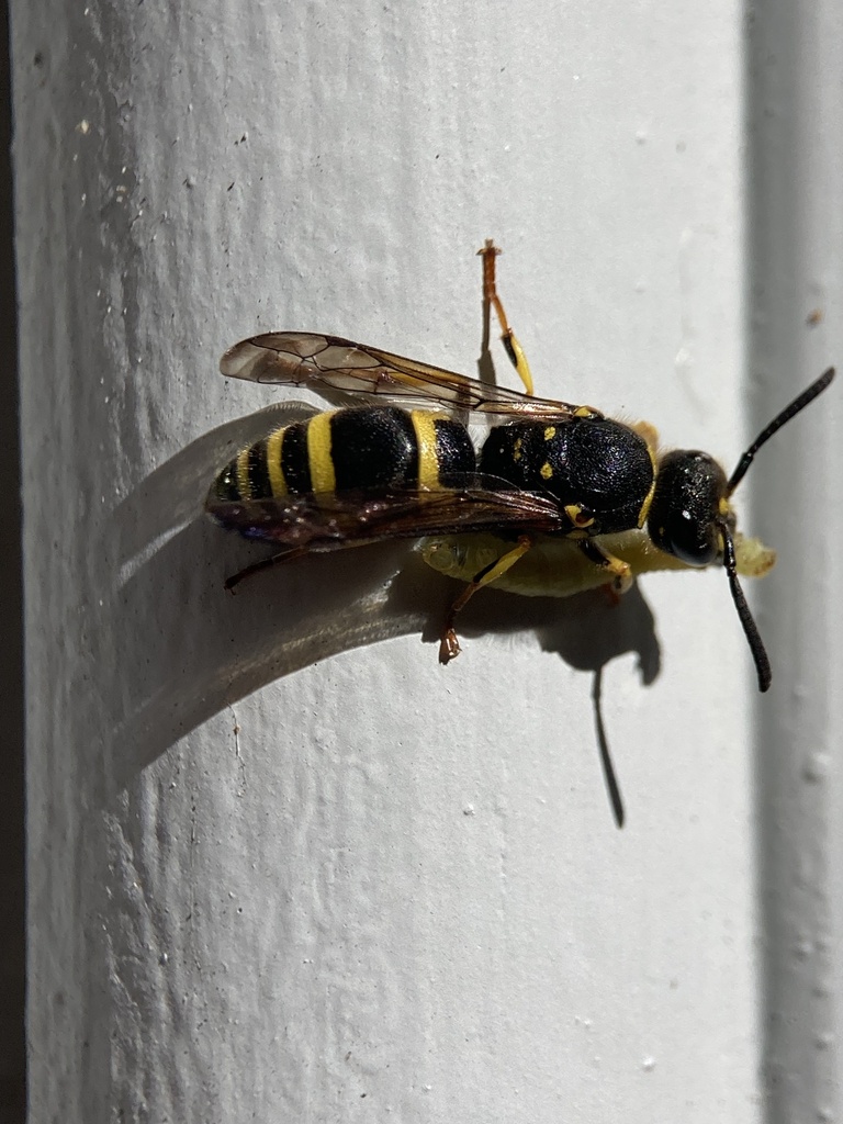 European tube wasp from Te IkaaMāui/North Island, Wellington, Wellington, NZ on December 19
