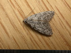 Nola pleurosema