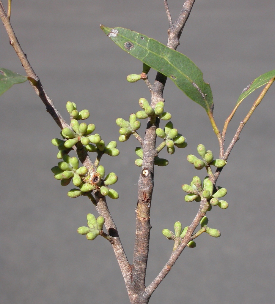 Queensland White Stringybark