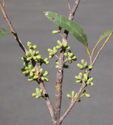 Eucalyptus tindaliae Blakely