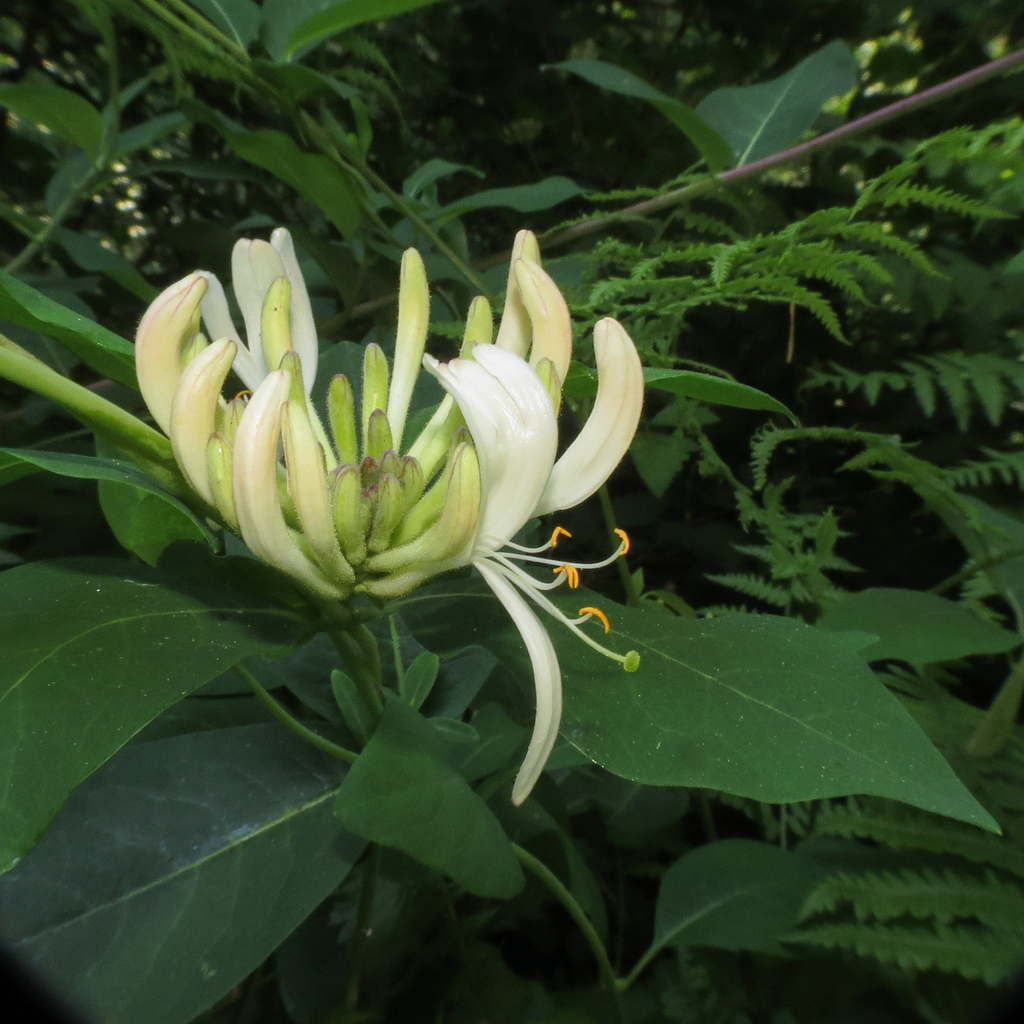 Common Honeysuckle from Vashon, WA 98070, USA on June 6, 2023 at 1149