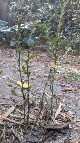 Image of Pseudelephantopus spicatus by (c) Cheng-Te Hsu, some rights reserved (CC BY)