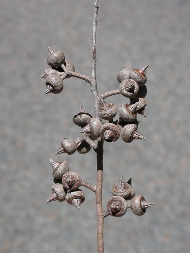 Eucalyptus expressa