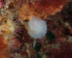 Botrylloides crystallinus