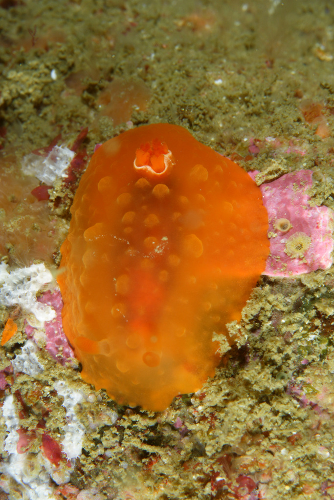 Doriopsilla pelseneeri