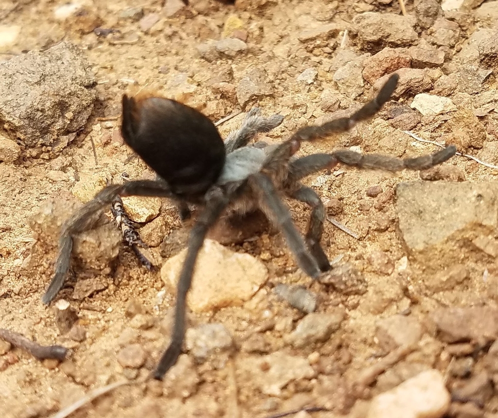 Grand Canyon Black Tarantula From Silver City, NM 88061, USA On October ...