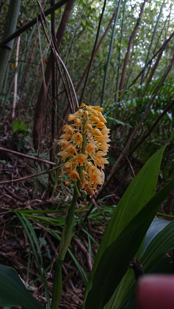 Calanthe formosana