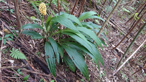 Image of Calanthe formosana by (c) 沈玟伶(Wen-Ling Shen), some rights reserved (CC BY)