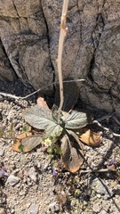 Atrichoseris platyphylla