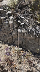 Atrichoseris platyphylla