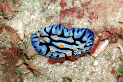 Phyllidia haegeli