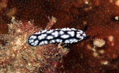 Phyllidiella pustulosa