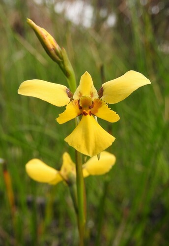 Diuris laevis observed 2023-11-03