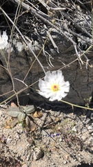 Atrichoseris platyphylla