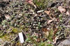 Collinsia grandiflora