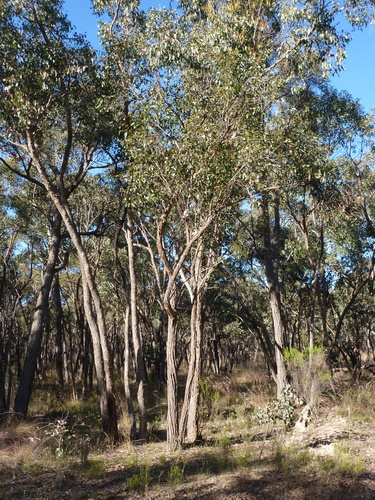 Goldfields Stringybark (Eucalyptus aurifodina)
