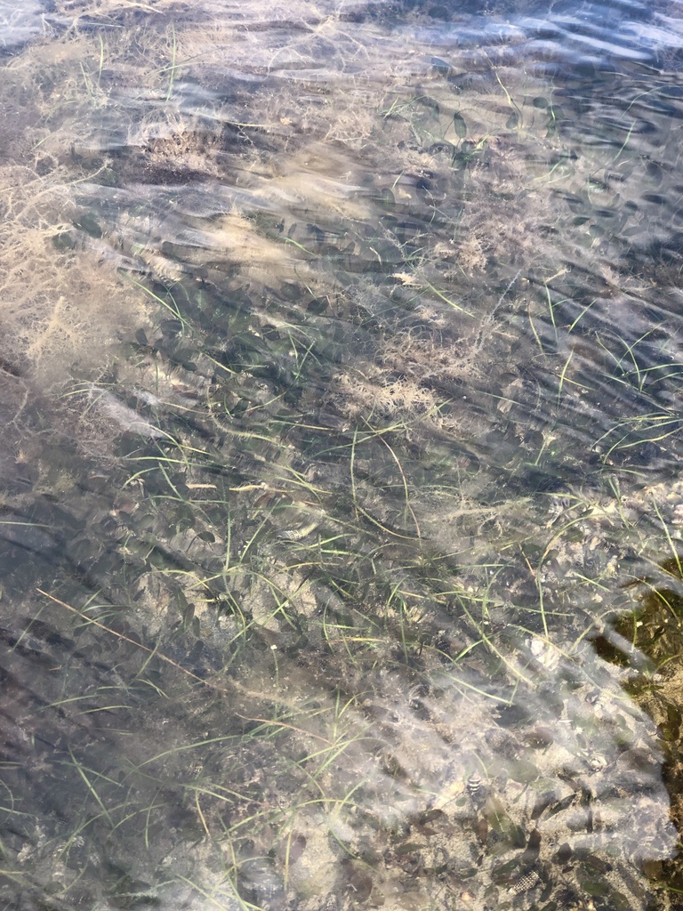 Photo of Single-veined Halodule (Halodule uninervis)