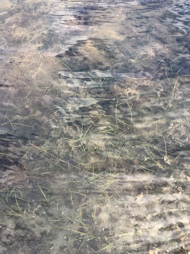 Photo of Single-veined Halodule (Halodule uninervis)