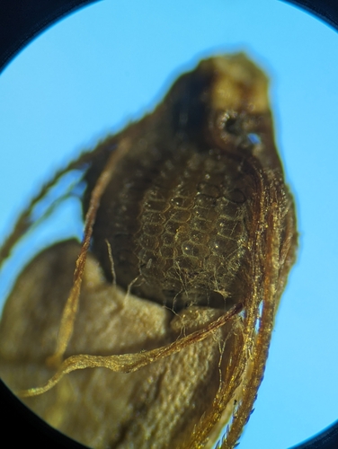 Image of Eleocharis tuberculosa by (c) Zihao Wang, some rights reserved (CC BY)