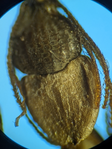 Image of Eleocharis tuberculosa by (c) Zihao Wang, some rights reserved (CC BY)