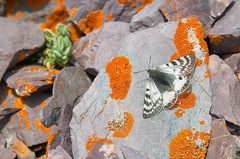 Parnassius patricius