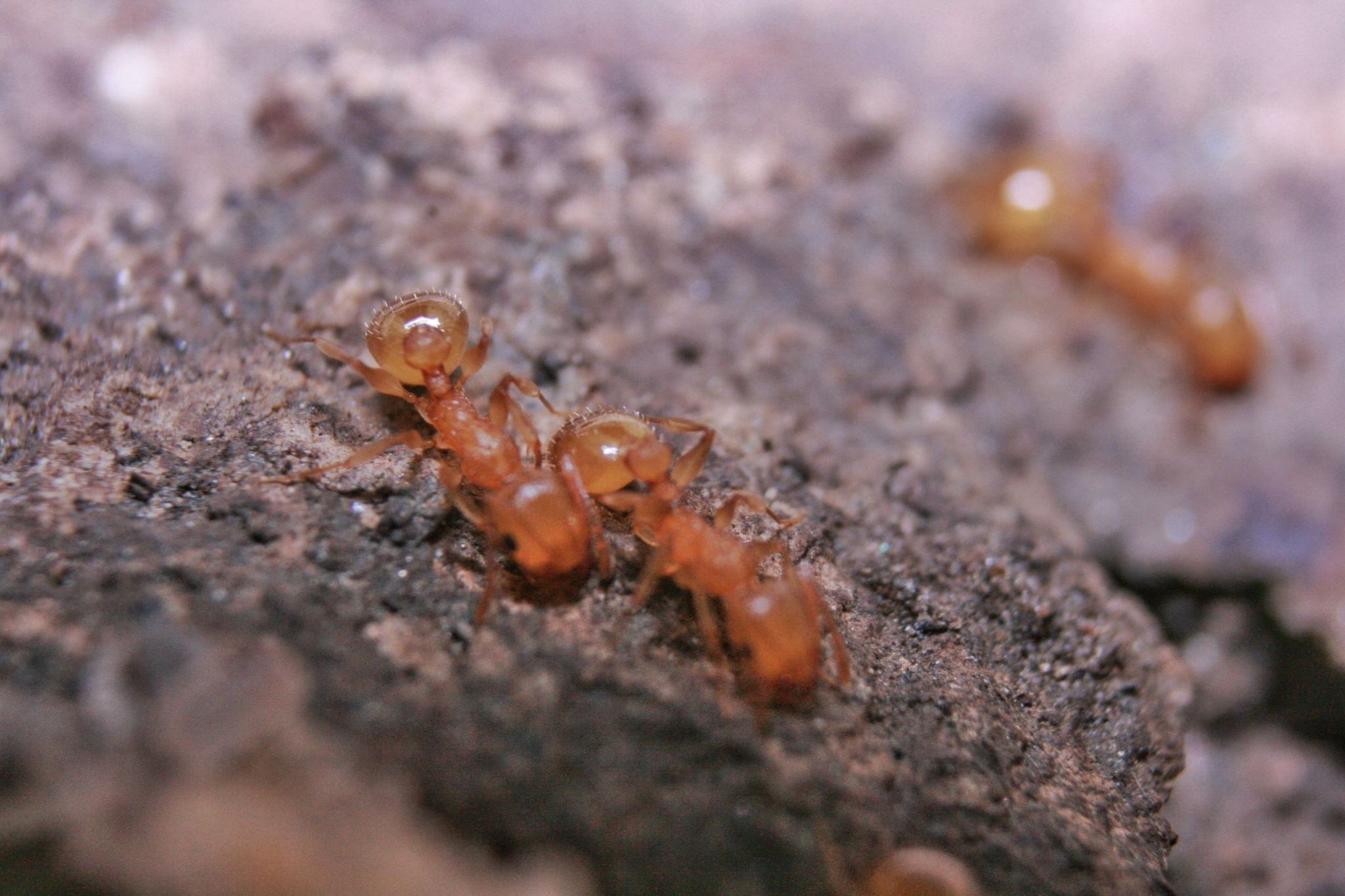 Temnothorax wardi