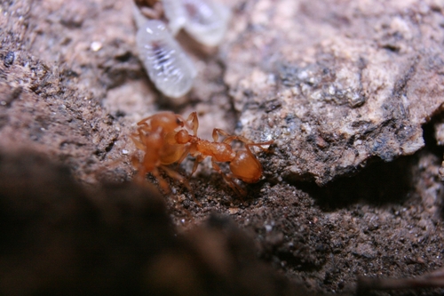 Temnothorax wardiTemnothorax wardi