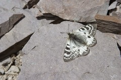 Parnassius patricius