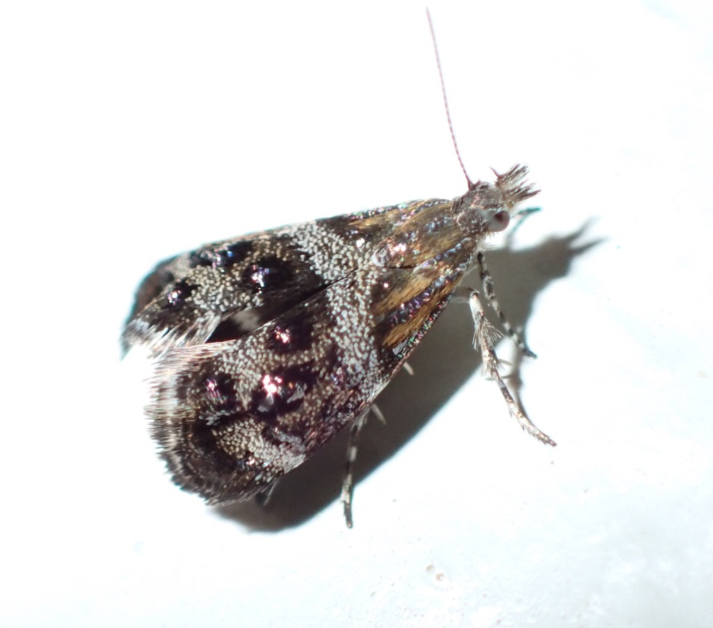 Metalmark Moths